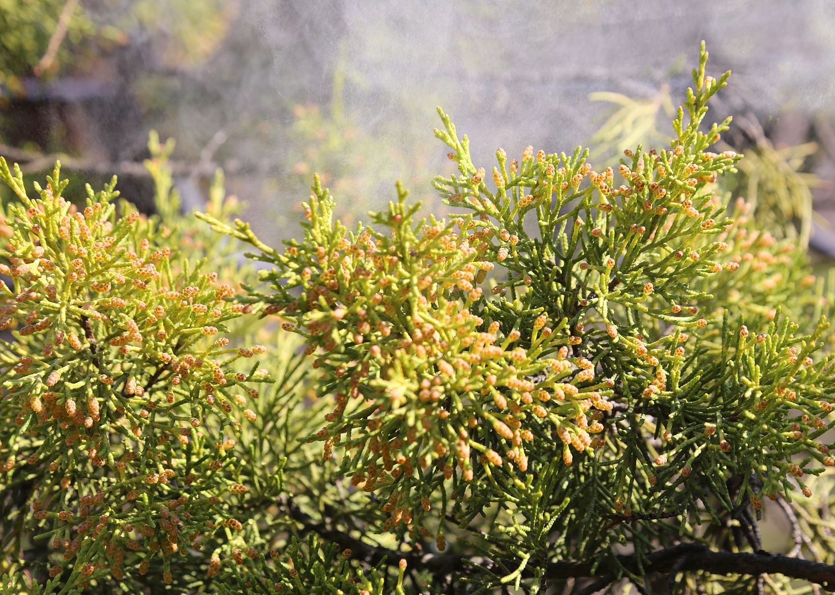 北京花粉浓度上升较快，过敏患者：出门眼睛就红肿，戴护目镜和口罩才缓解_凤凰网, image size:1700x1213