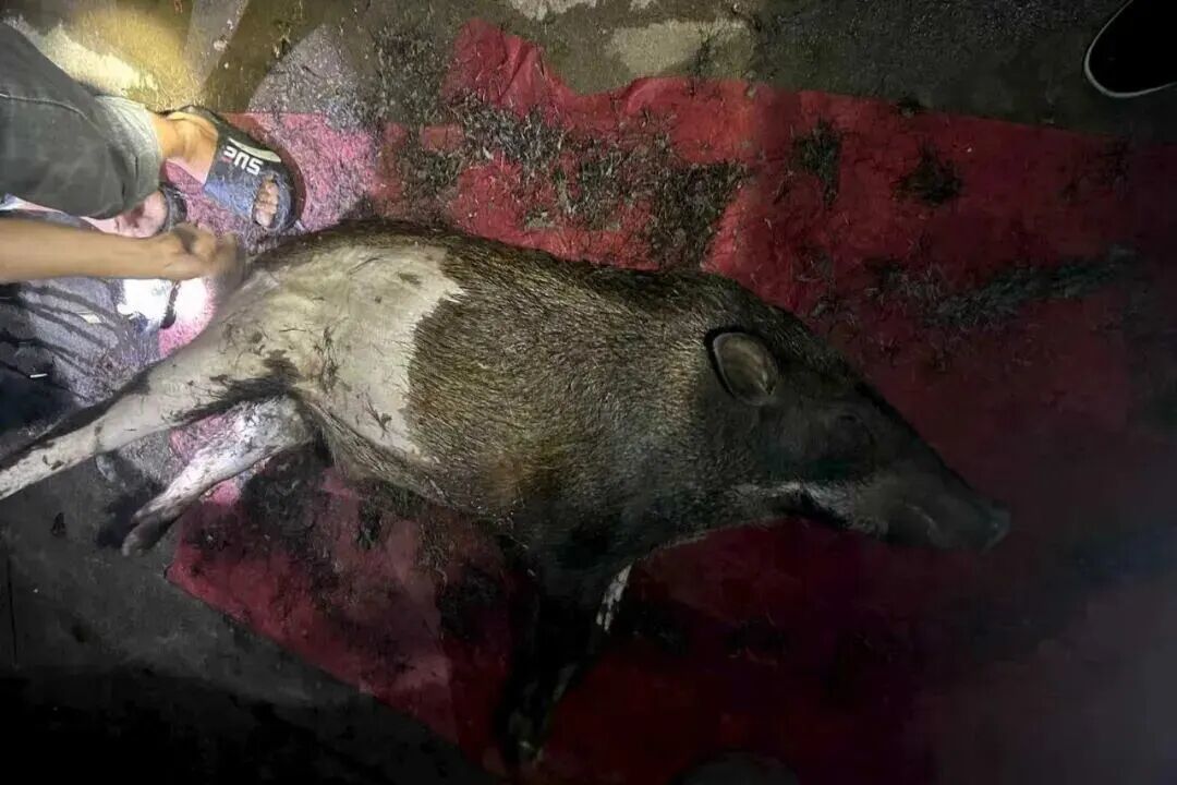 被猎杀的野生动物。 淳安公安供图