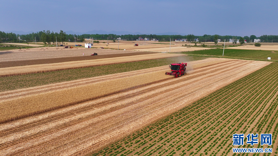 5月19日,在河南省南阳市社旗县郝寨镇石桥村,收割机在收获小麦。新华网发(张举 摄)