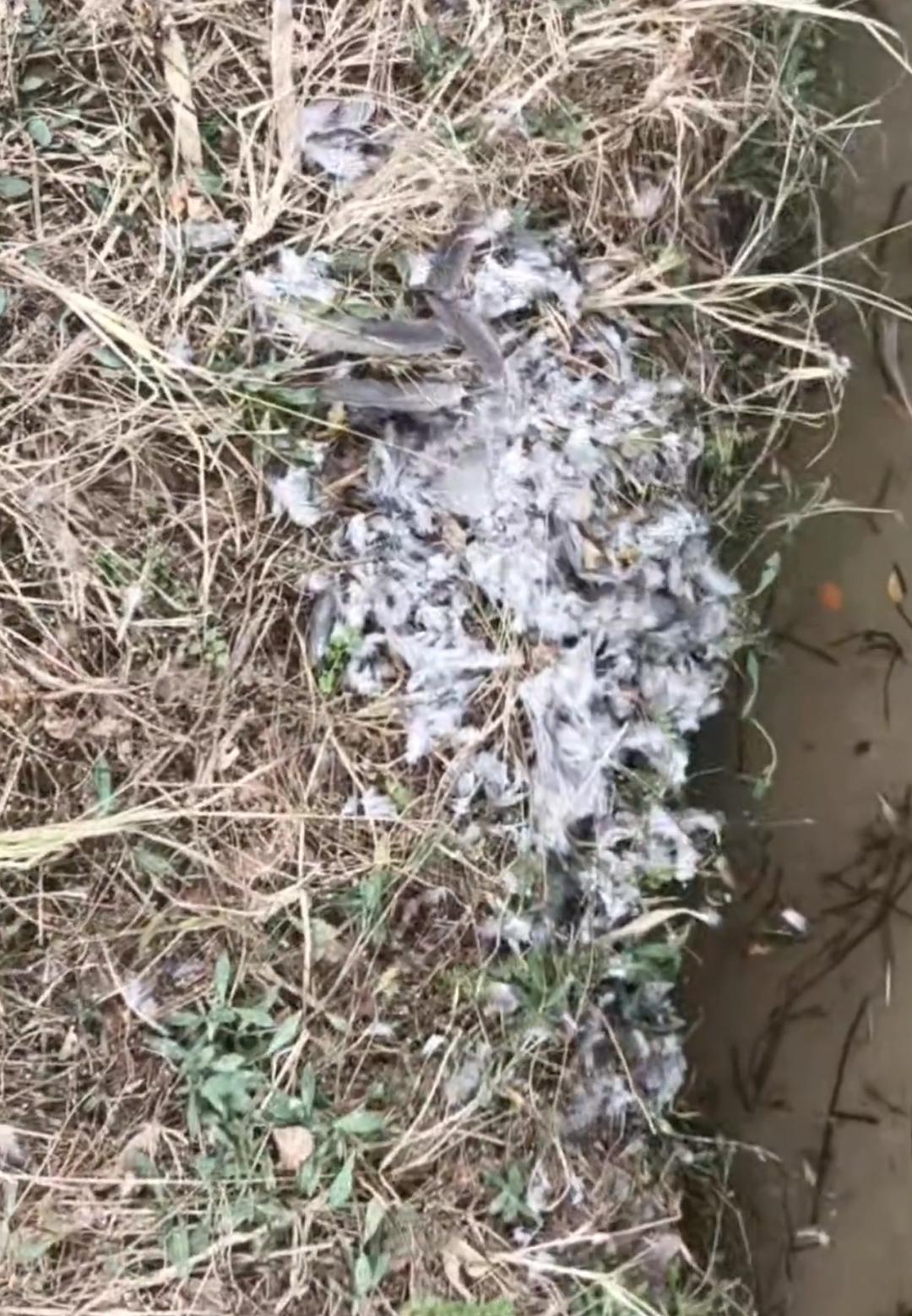 ▲鸟网附近散落着羽毛。志愿者视频截图