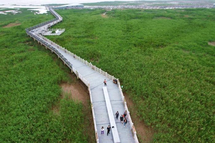 游客在福建长乐闽江河口国家湿地公园参观。(资料图)中新社记者 王东明 摄