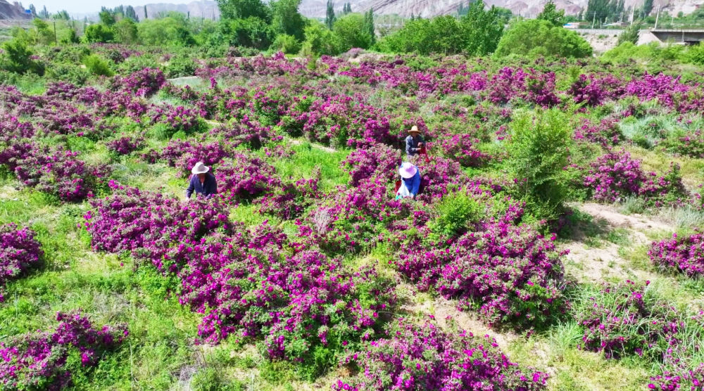 苦水镇人在花田里采摘玫瑰。新华社发