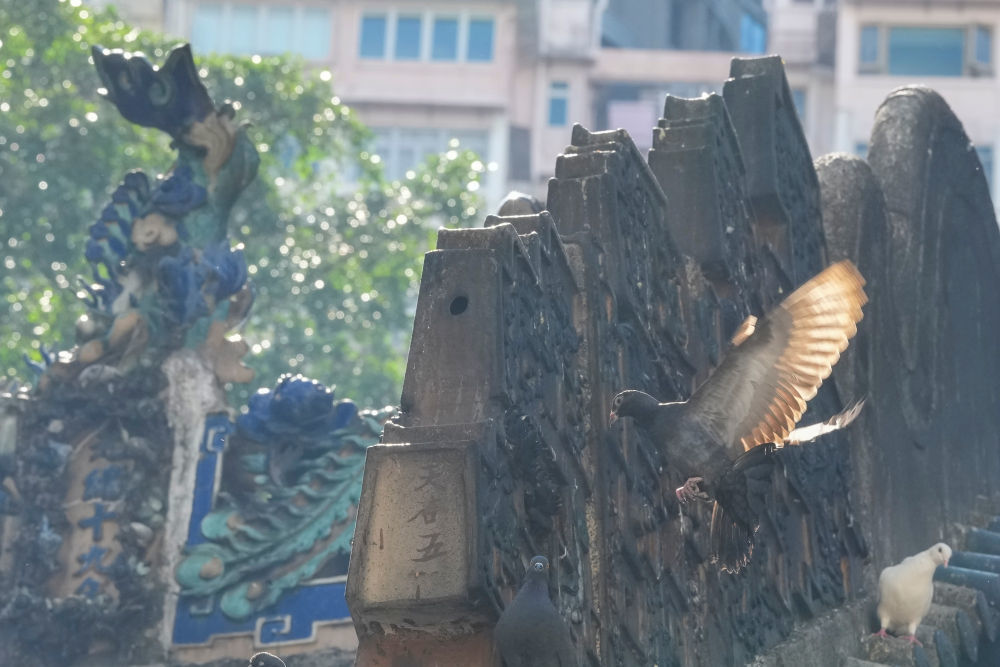 11月12日，在香港的文武庙屋顶上，立着鳌鱼的雕塑。新华社记者 吴鲁 摄