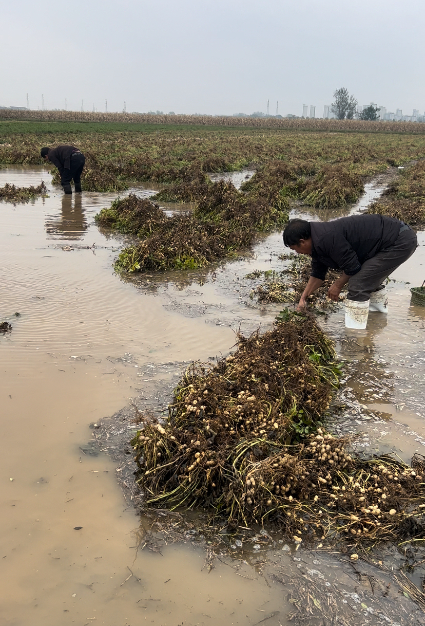 林涵家人在地里薅花生,地里充满泥泞且有积水。图源均为受访者提供