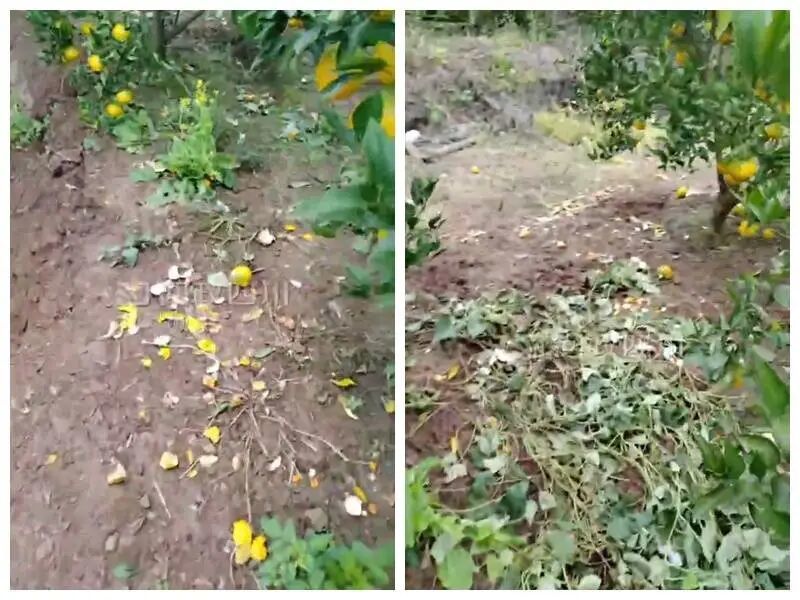 問政四川網(wǎng)友供圖