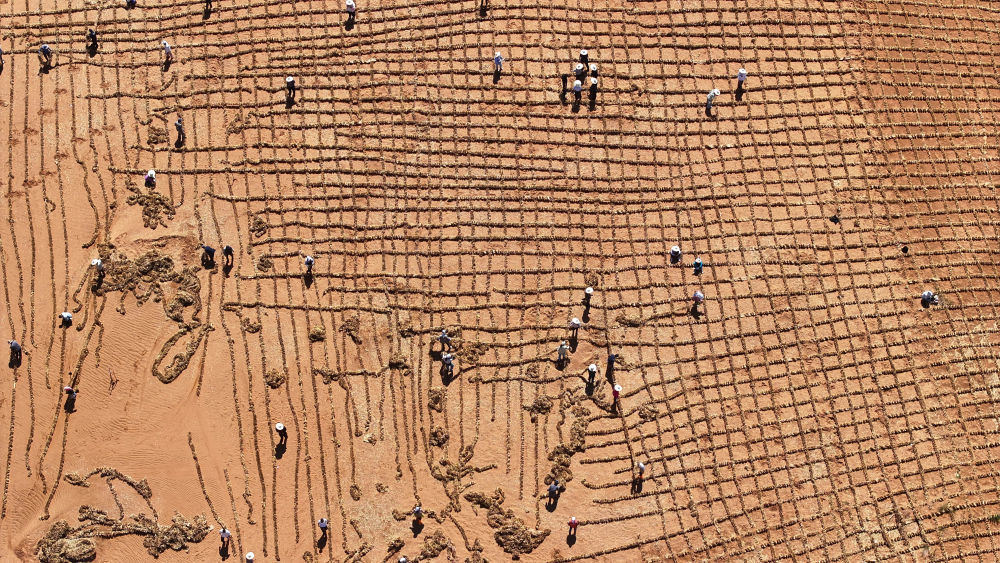 6月30日在宁夏中卫市长流水村拍摄的腾格里沙漠东南缘治沙锁边工程现场（无人机照片）。新华社记者 王鹏 摄