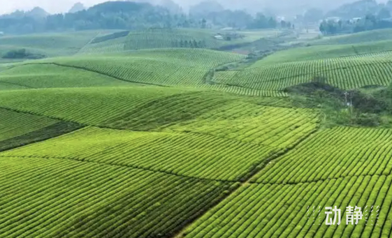 湄潭茶叶基地