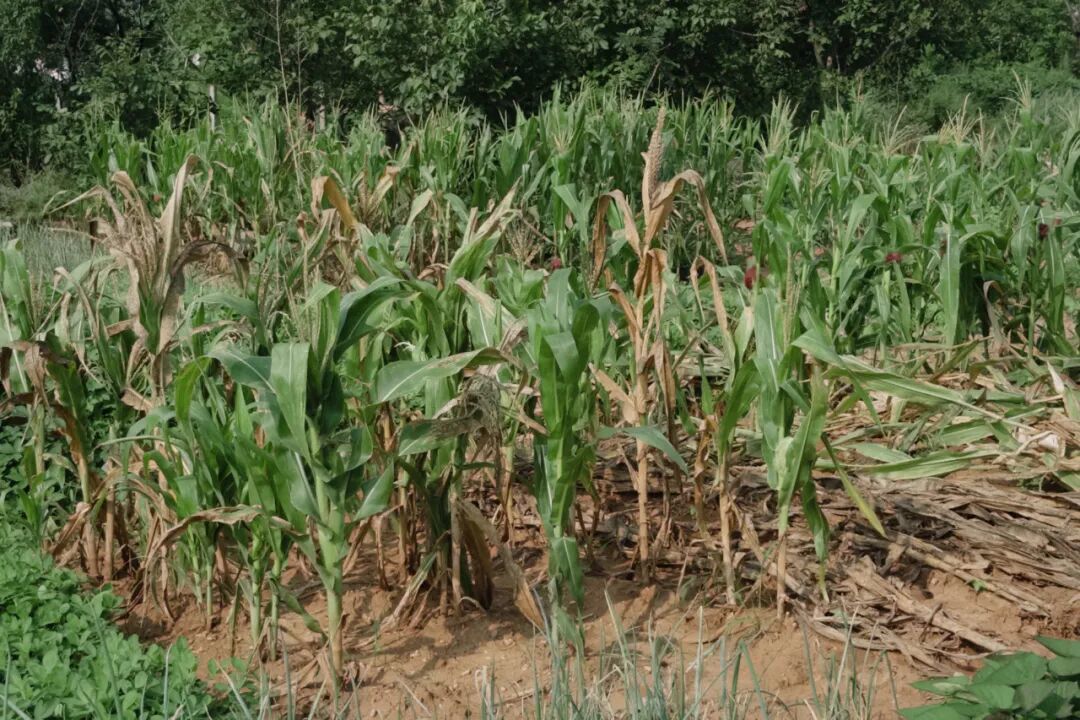 受极端天气影响的农作物