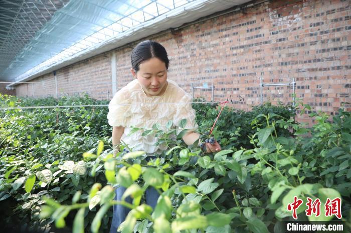 图为游客采摘蓝莓。 曾令刚 摄