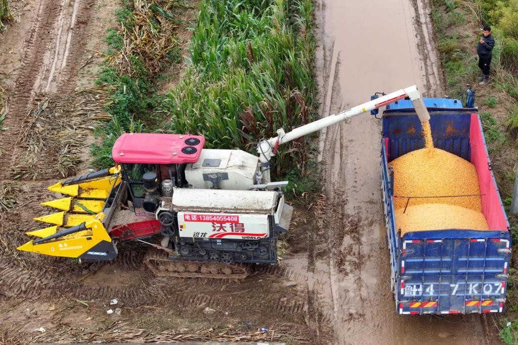 2025年10月11日，在山东省菏泽市郓城县双桥镇，农机手将收获的玉米装车。新华社记者 郭绪雷 摄