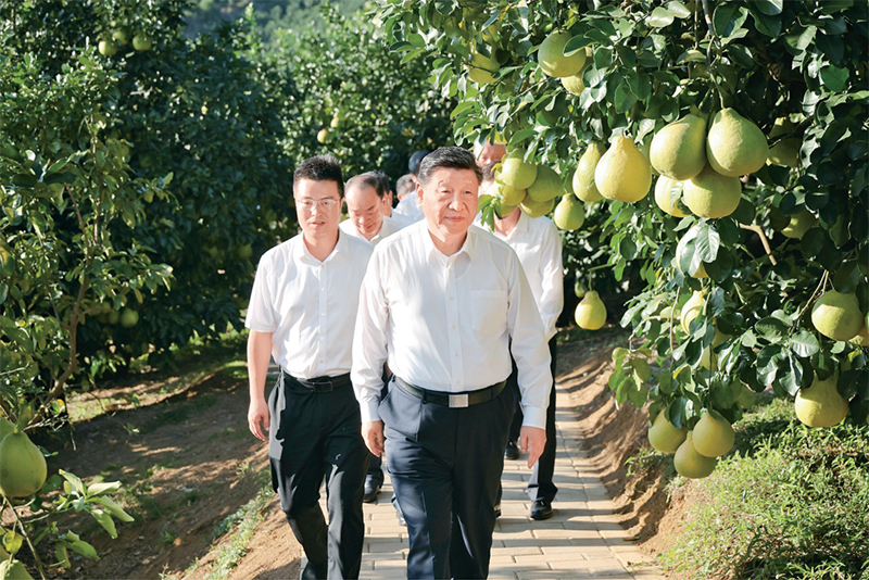 2025年11月7日至8日，中共中央总书记、国家主席、中央军委主席习近平在广东考察。这是7日下午，习近平在梅州市梅县区雁洋镇南福金柚种植基地考察。 新华社发 肖翊/摄