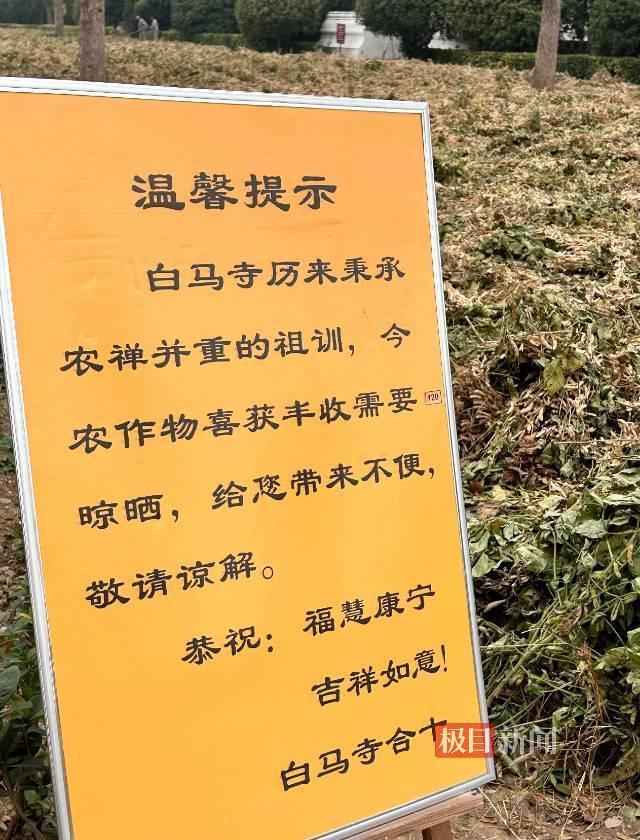 白马寺晒粮时立起的牌子