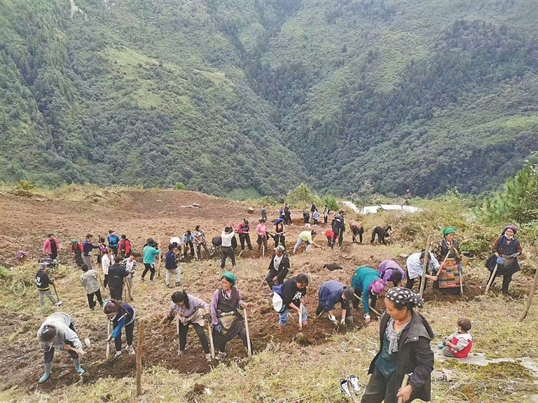 图为陈塘镇干部群众开挖种植沟,准备种植茶树(资料图片)。图片由陈塘镇提供