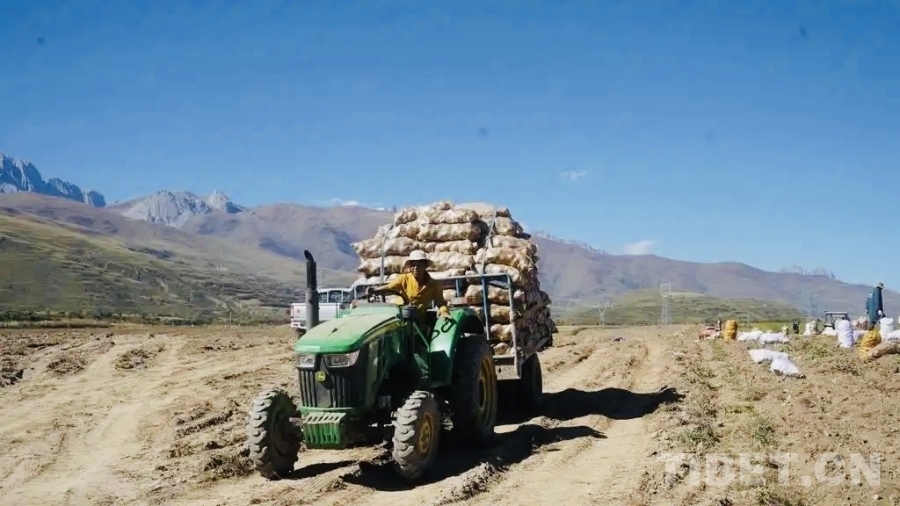 图为土豆大丰收