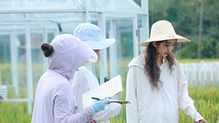 刘笑吟在昆山市排灌试验基地的稻田里指导学生们搜集实验数据