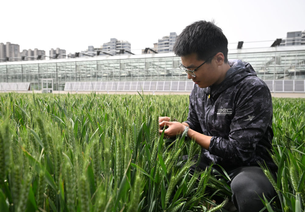 2025年4月16日，河南農(nóng)業(yè)大學(xué)的科研人員在中原農(nóng)谷試驗(yàn)田中查看小麥長(zhǎng)勢(shì),。新華社記者 李嘉南 攝