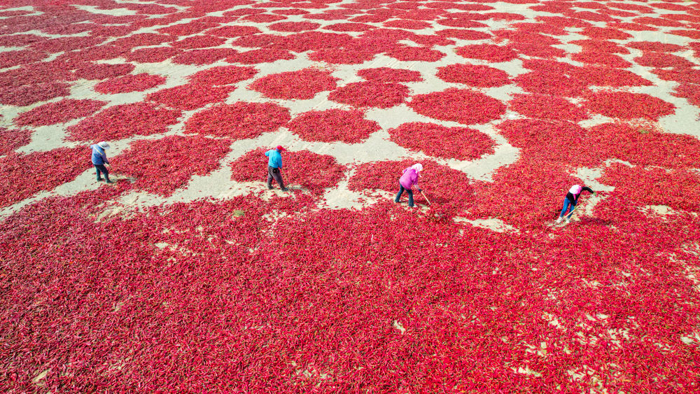 ↑2025年9月20日，农民在甘肃省酒泉市肃州区三墩镇晾晒红辣椒。（无人机照片）CICPHOTO/曹红祖 摄