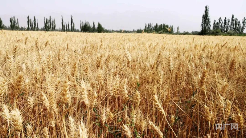 阿图什小麦迎来丰收 (央广网发 赵海滨 摄)