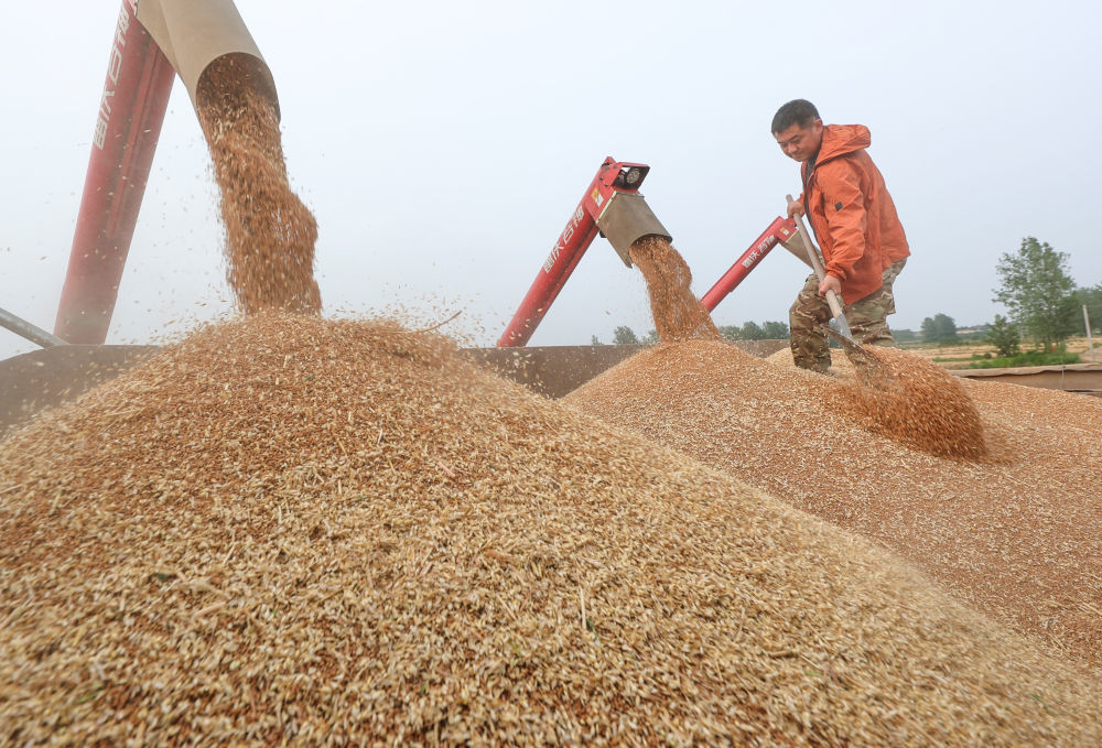 5月27日,江苏淮安市盱眙县种粮大户刘凯在田间装运收获的小麦。据介绍,这批小麦选用淮安市农科院选育的良种“淮麦60”,该品种分蘖能力强,具有抗旱、抗干热风等优点。加上在种植过程中精耕细作,科学管理,预计亩产将达550公斤。新华社发(许昌银摄)