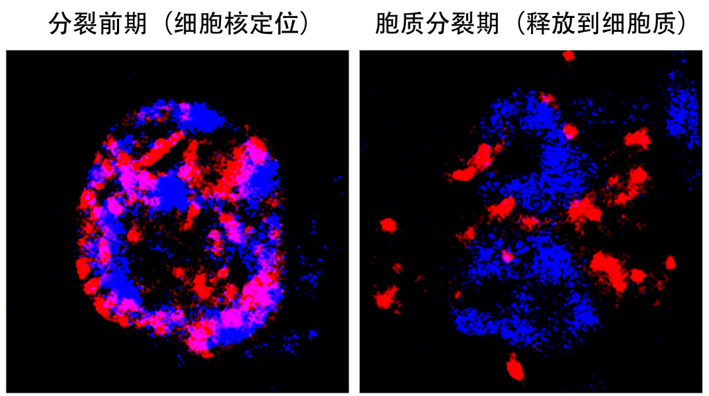 细胞壁是植物“长寿秘诀”所在?中国植物干细胞研究取得重要进展