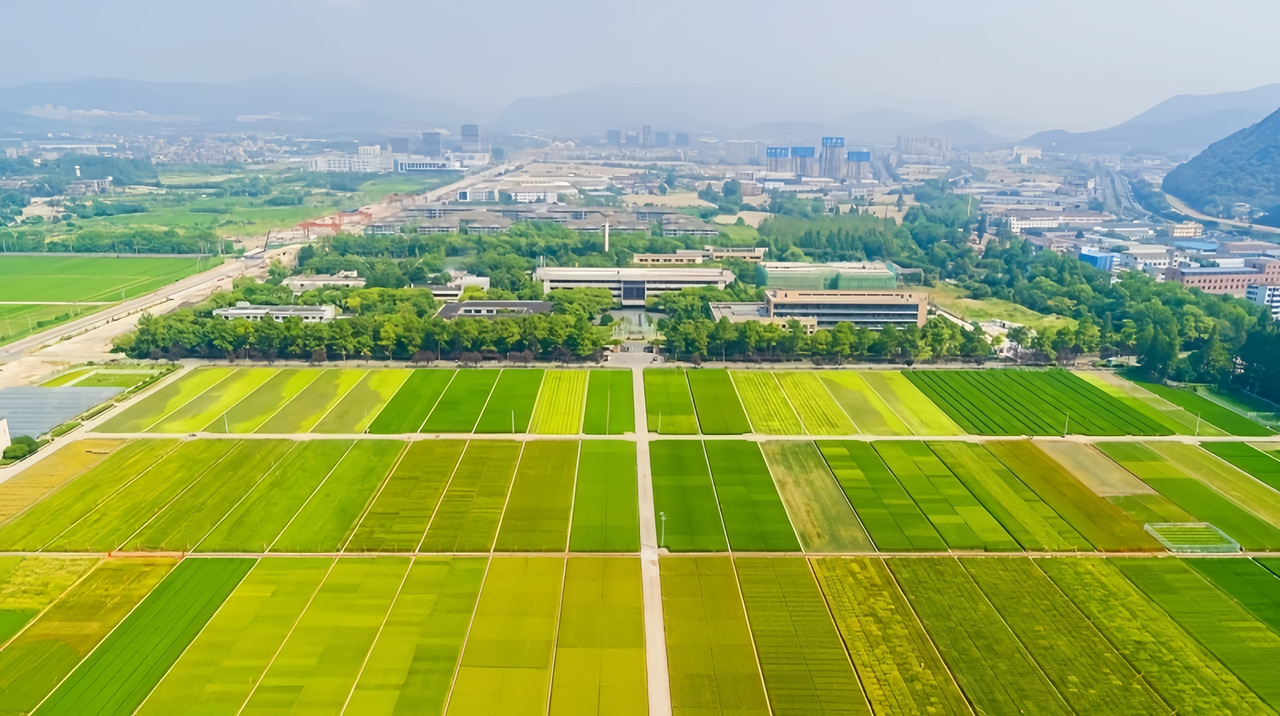 中国水稻研究所富阳试验基地。受访单位供图