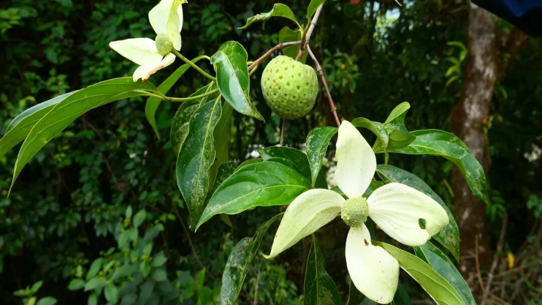 墨脱四照花,果实味美、芳香,是有培育潜力的新型水果资源。昆明植物所供图