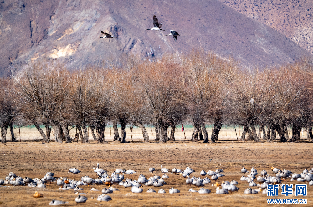 这是11月26日在西藏拉萨市林周县境内拍摄的黑颈鹤和斑头雁。新华网 旦增努布 摄