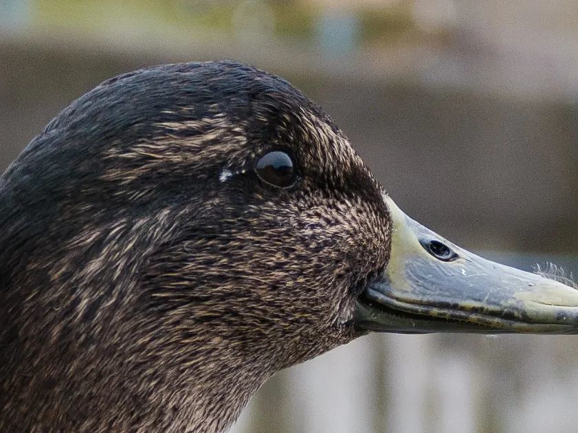 便携中画幅的极致影像 富士GFX100RF评测