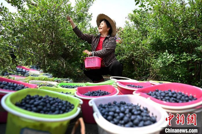正在采摘蓝莓的农户。　靖安县统战部供图