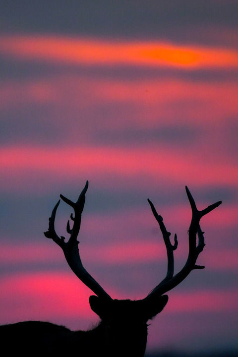 这是2024年10月28日在江苏省大丰麋鹿国家级自然保护区拍摄的麋鹿。新华每日电讯记者李博摄