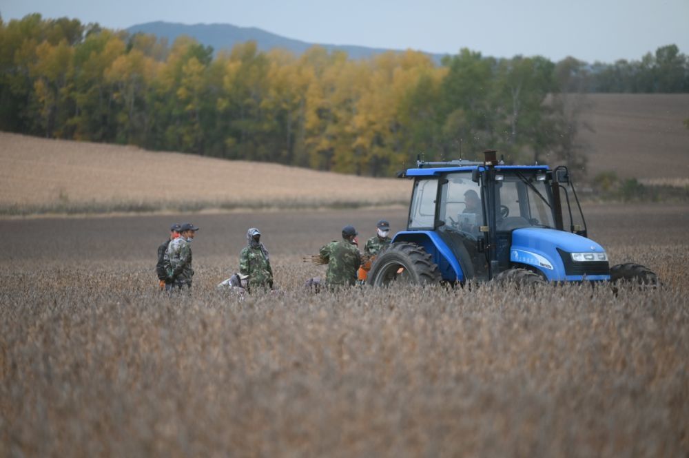 近日，引龙河农场科技园区技术人员为试验种植的大豆品种进行机械脱粒。（受访者供图）