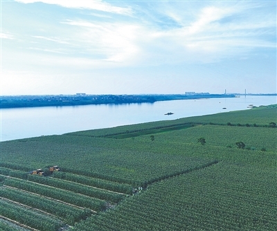 航拍鲜食玉米基地。　　兰 海摄