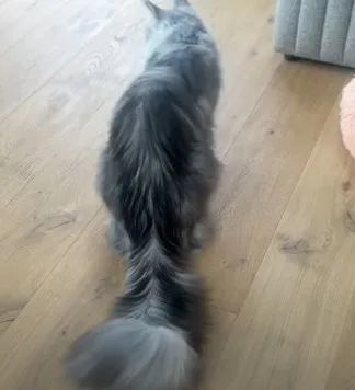 尾巴长达46.99公分 2岁缅因猫获认证成世界上尾巴最长猫猫。 (图/翻摄自YouTube/Guinness World Records)