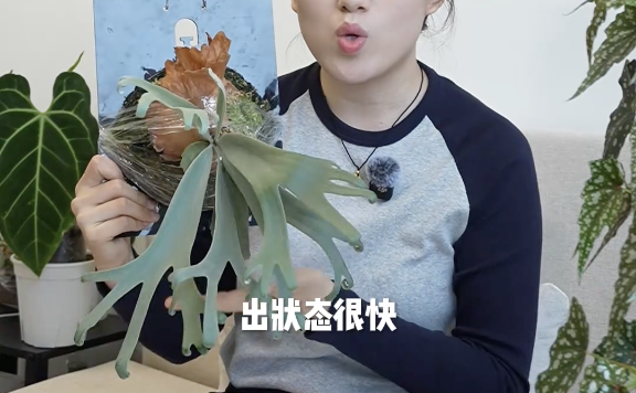 〓图源bilibili用户@麦田的植物空间