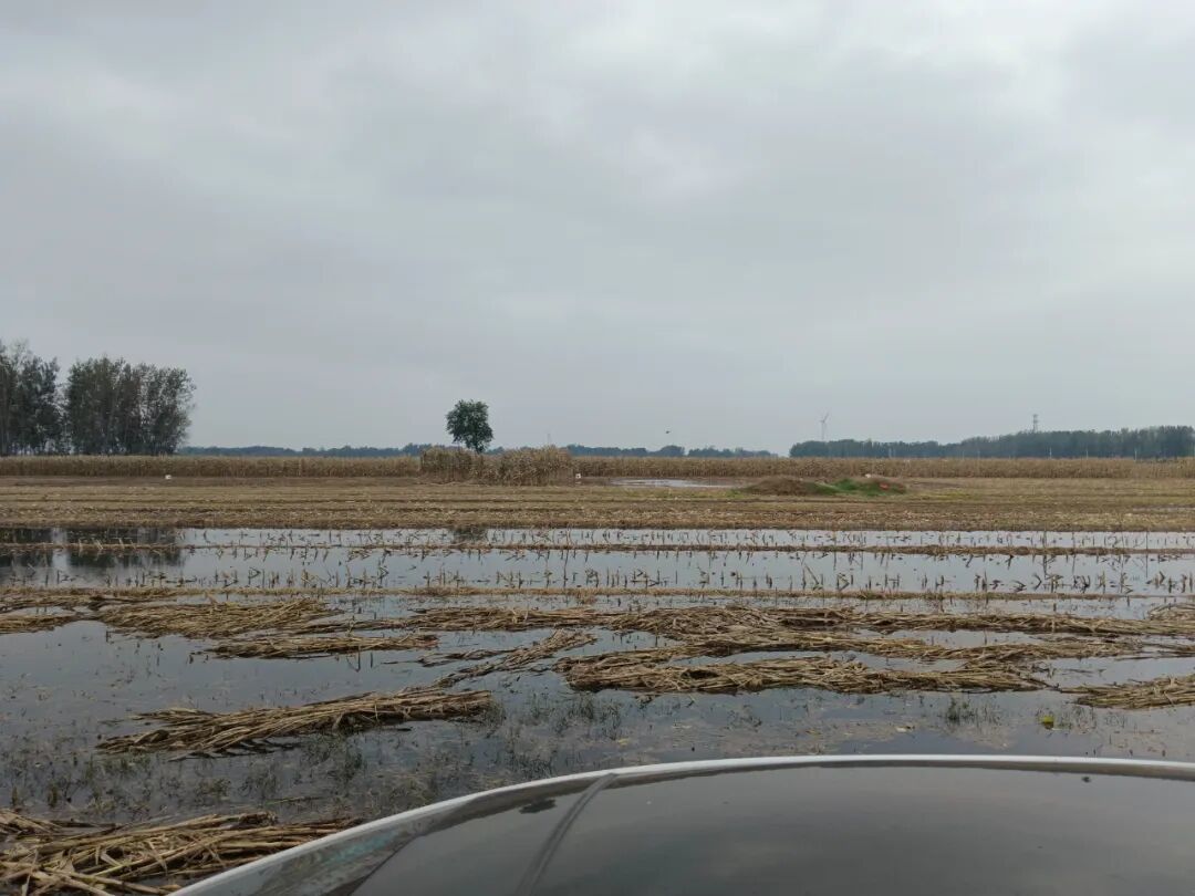 部分已经收割的玉米地中,积水较深/受访者供图