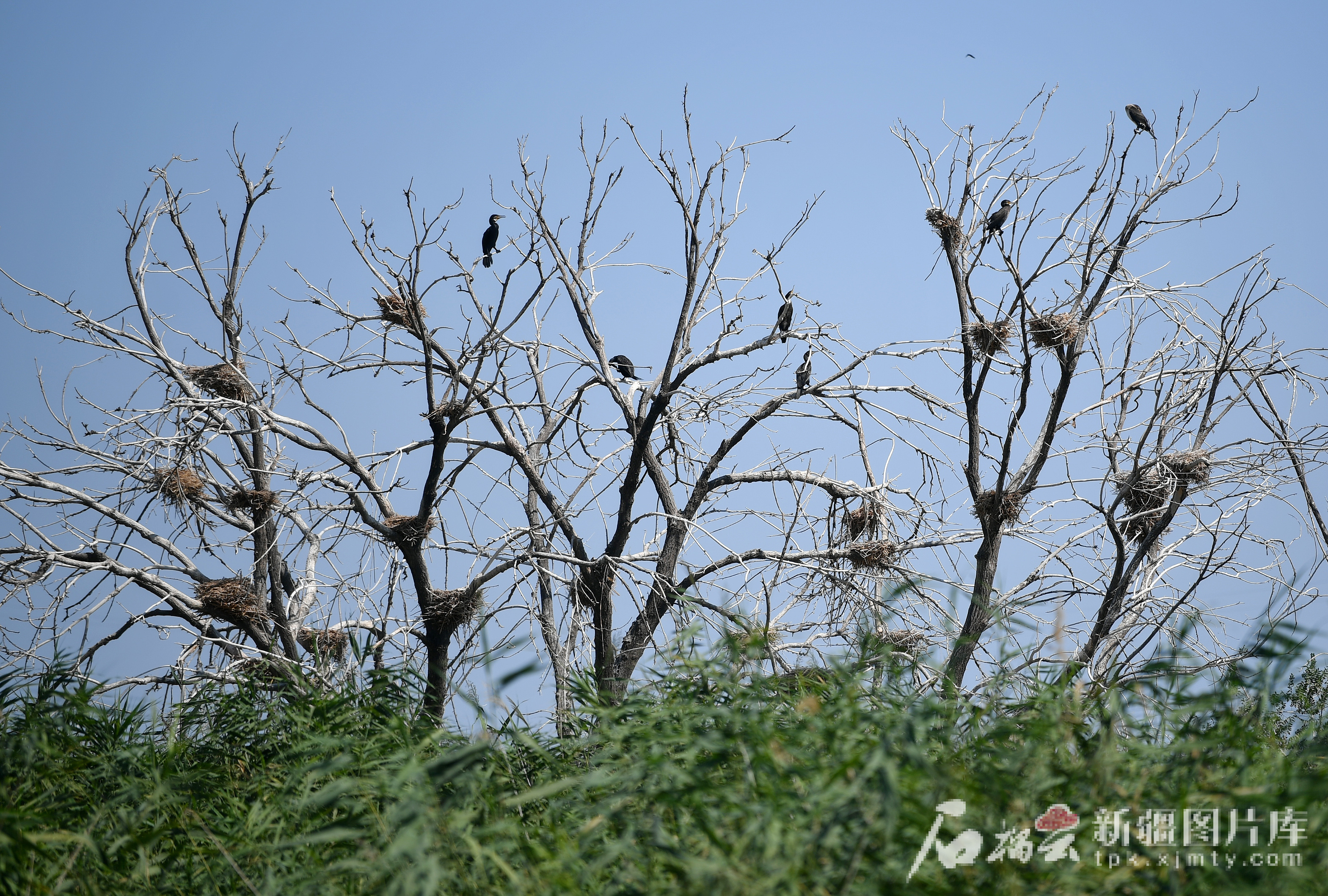 8月10日,鸬鹚在玛纳斯国家湿地公园筑巢繁殖。