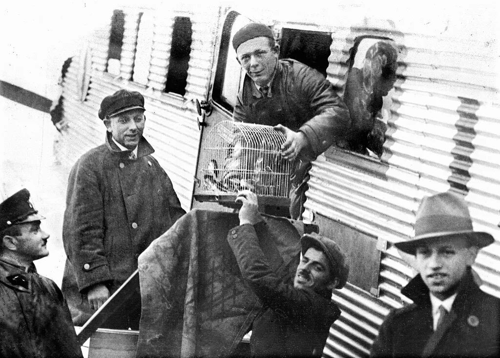 1931年鸟类保护组织将维也纳的燕子空运至威尼斯过冬 图/视觉中国