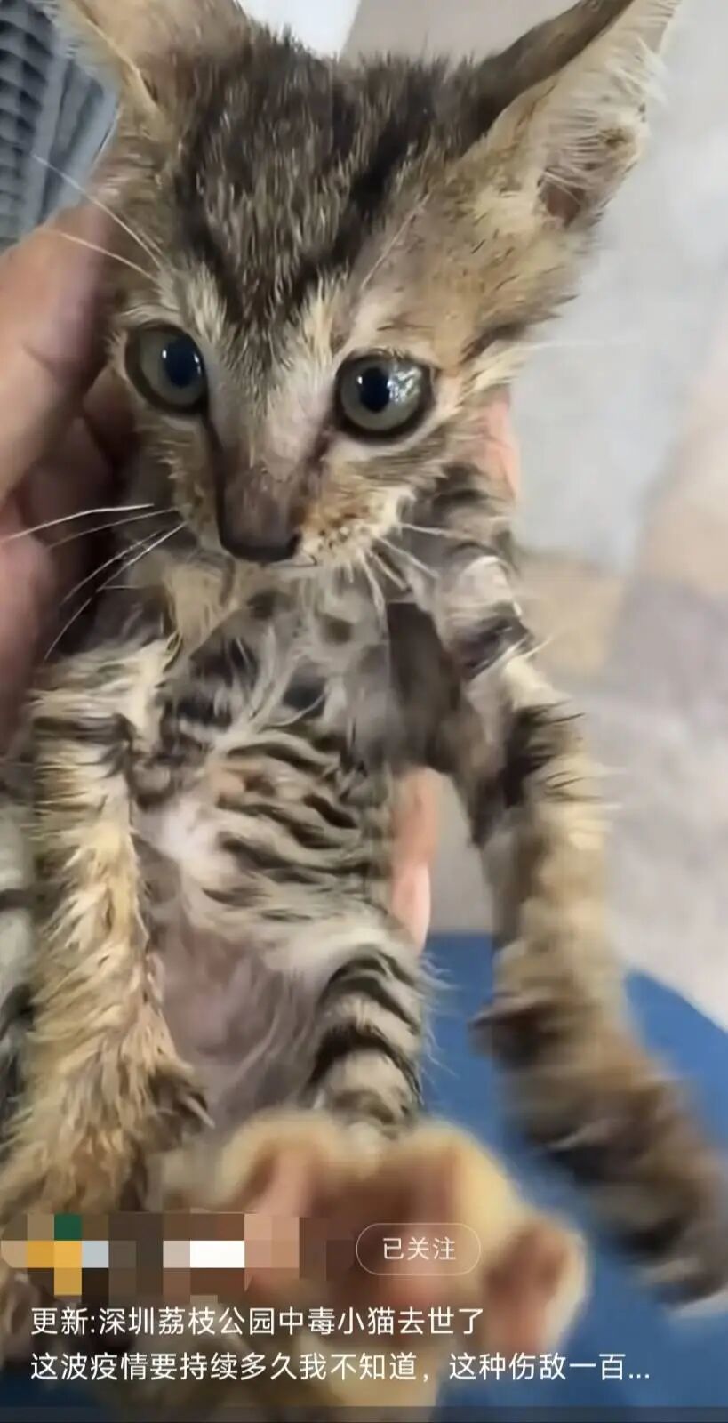 疑似因灭蚊药中毒,抢救无效去世的小猫。