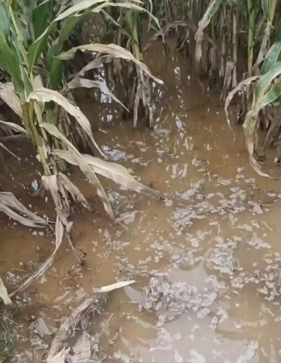 陈星宇家的玉米泡在水里(受访者供图)