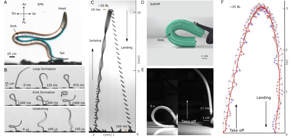 科学家研发出无腿机器人 跳跃能力惊人最高达10英尺