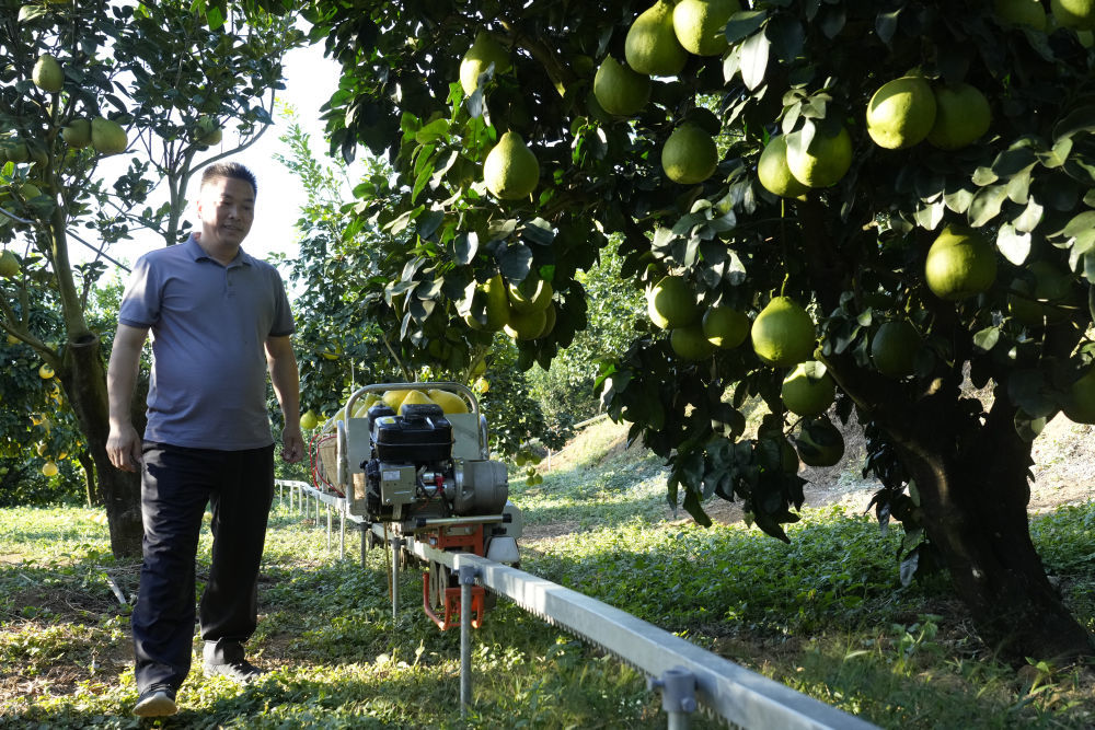 2025年11月7日,在梅州南福金柚种植基地,柚农通过山地运输车运输柚子。
