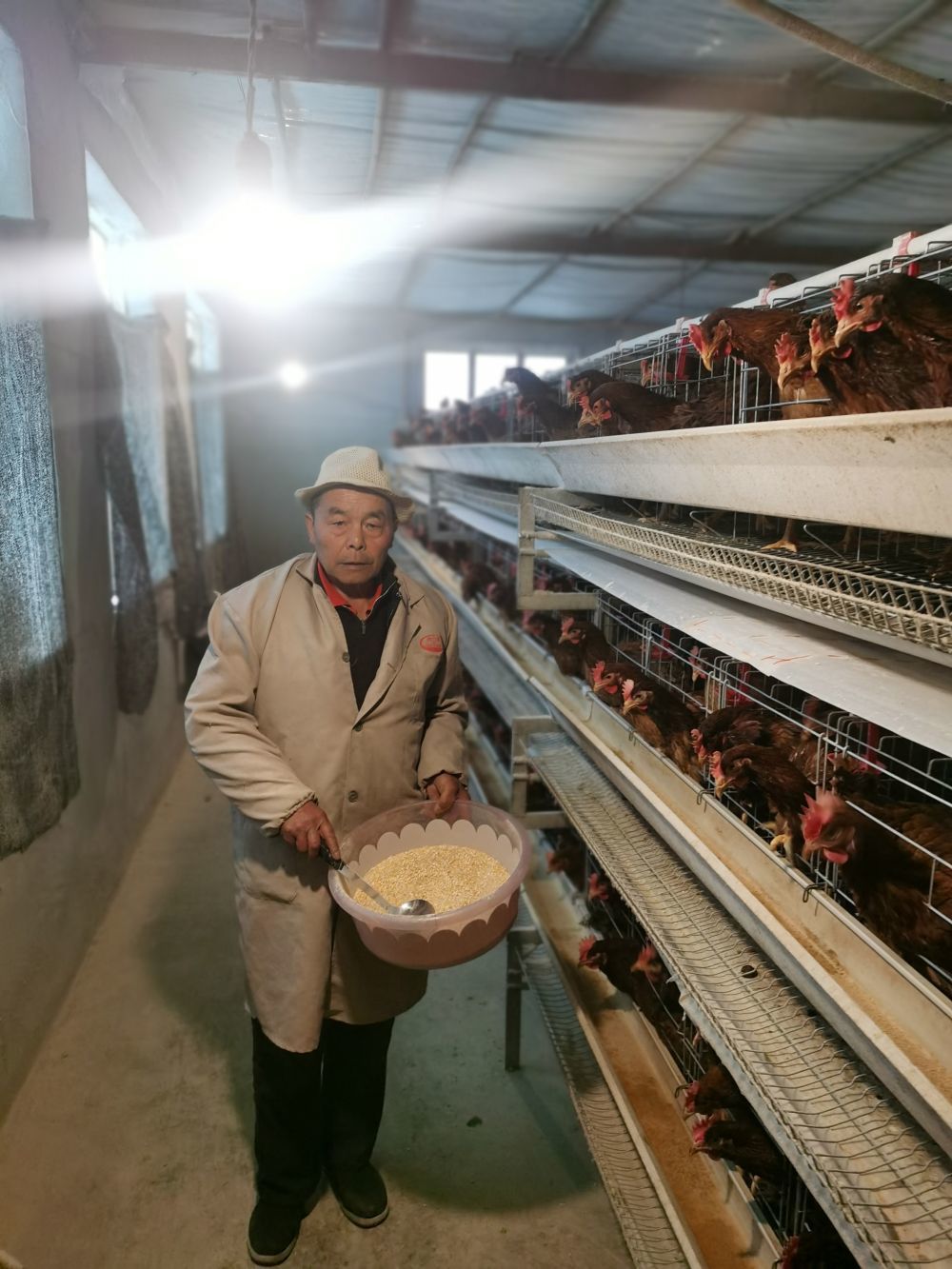 72岁的全国劳动模范陈锡洪在养殖场内劳动。(受访者供图)