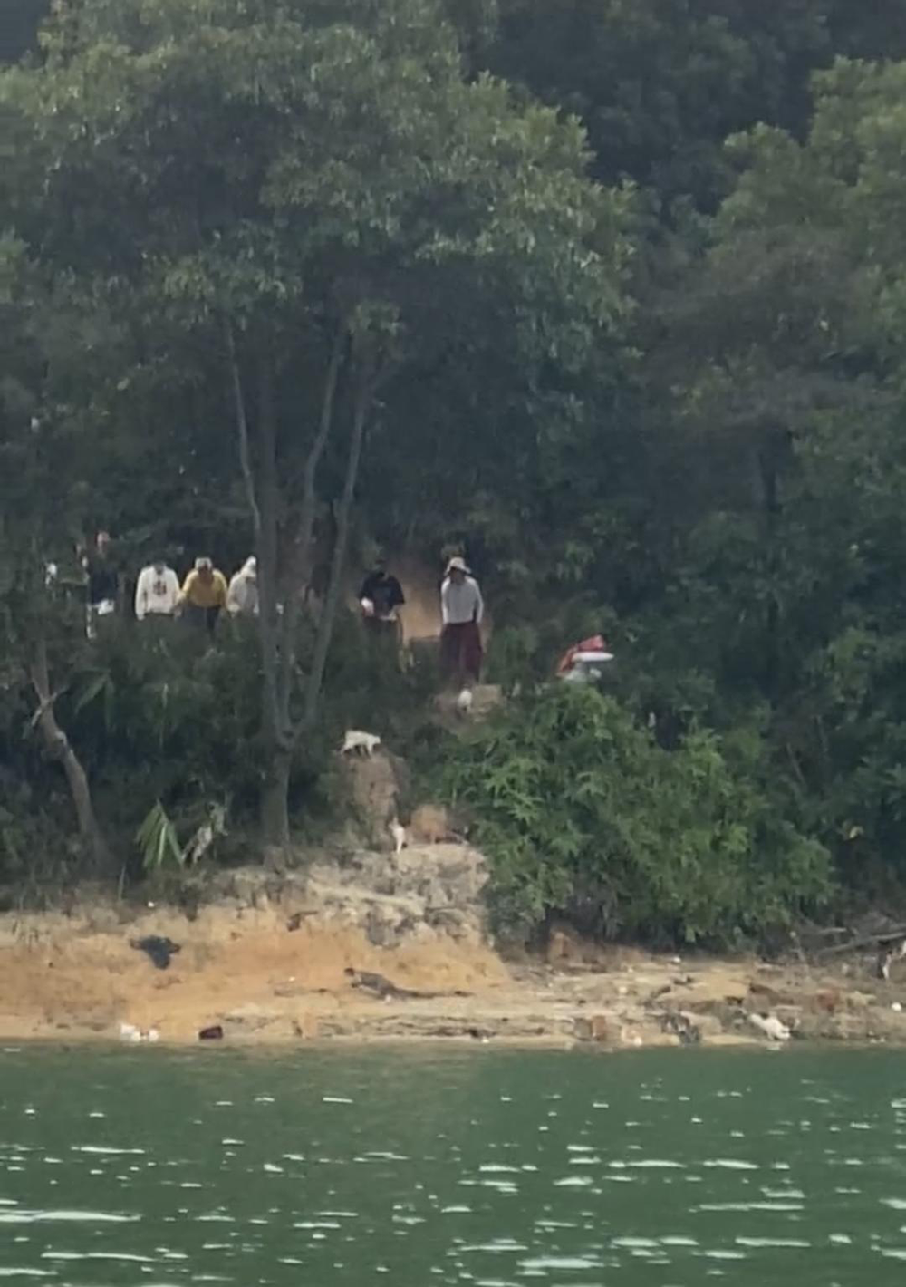 清远一水库被放生猫咪 图据网络