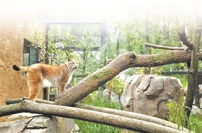 猫科馆外展一角