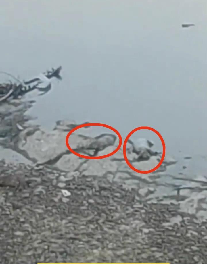 金沙江中的死猪 (视频截图)