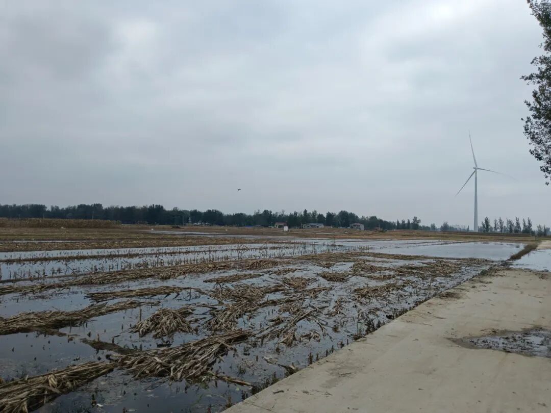 部分已经收割的玉米地中,积水较深/受访者供图