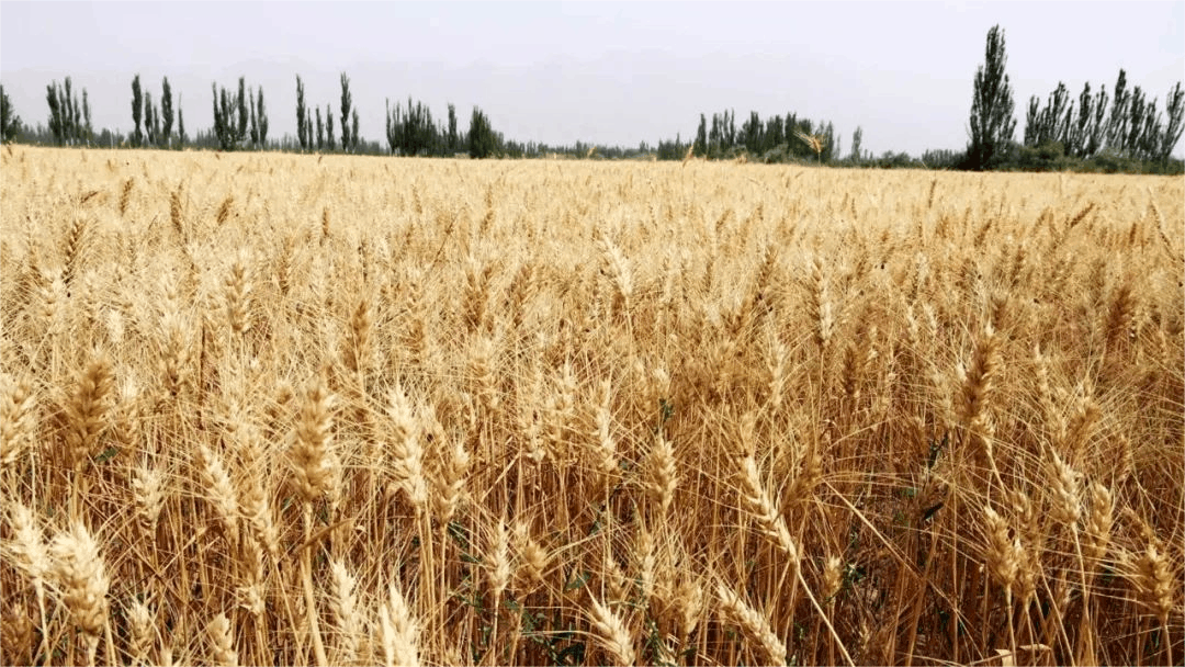 新疆各地收粮忙 (央广网记者郭璁悦 制图)