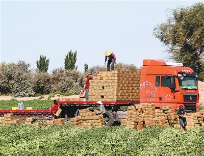 新疆维吾尔自治区哈密市伊州区南湖乡,农民在装运哈密瓜。