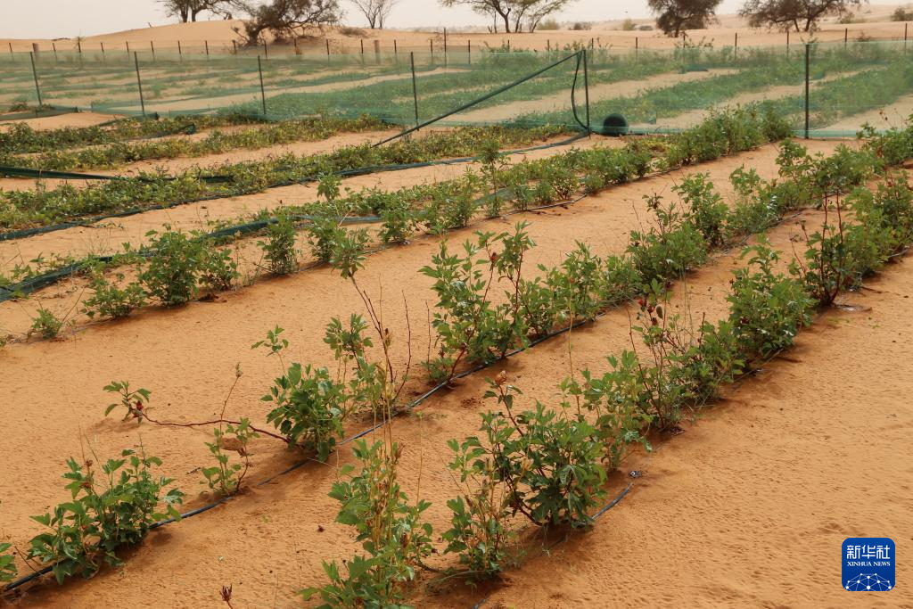 这是5月22日拍摄的位于毛里塔尼亚西部特拉扎区比尔·巴尔卡村的中非绿色技术公园一隅。新华社记者 司源 摄