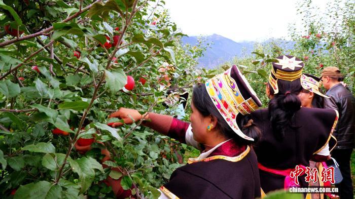 图为米林农民采摘苹果。米林融媒体中心 供图
